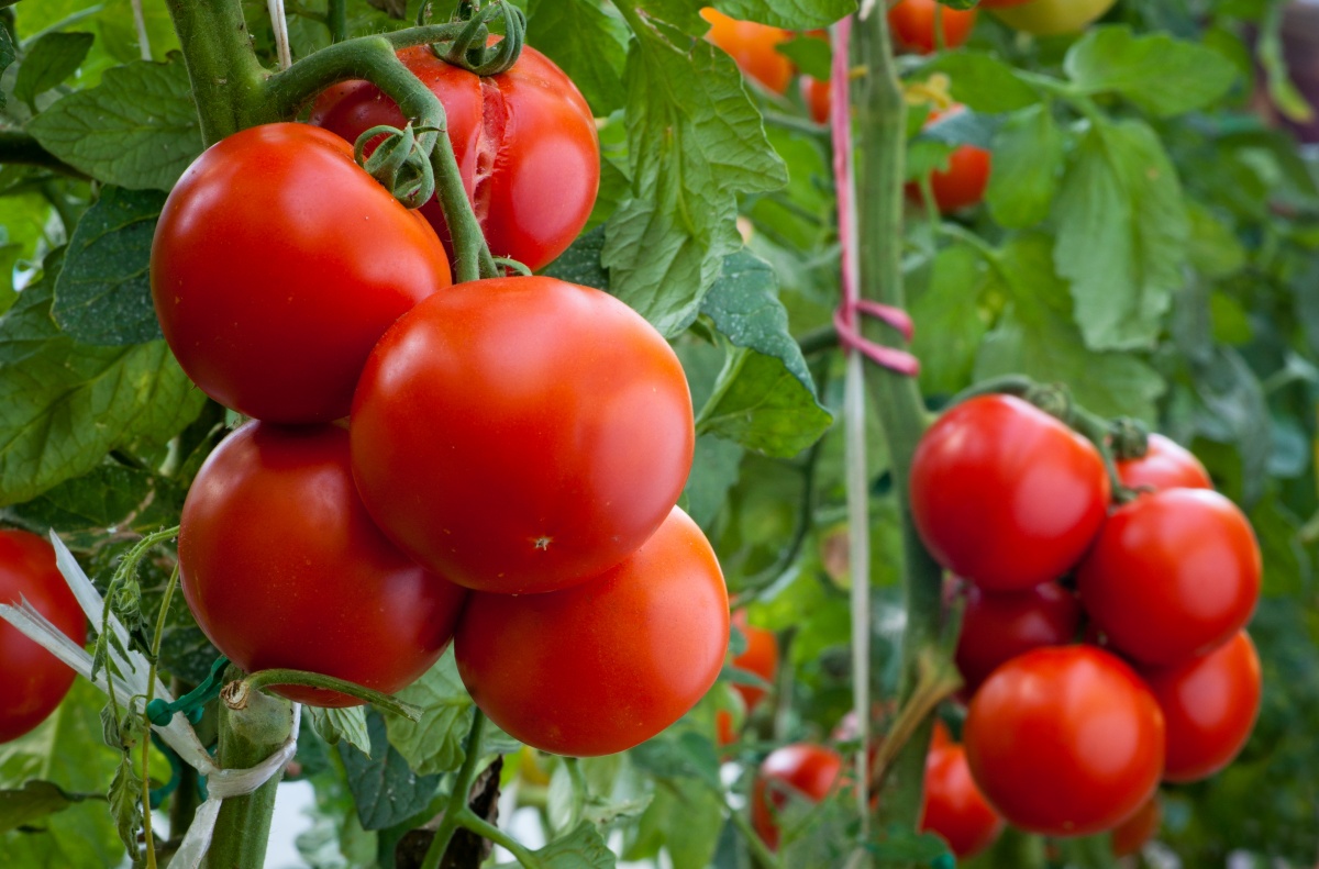 Tomates: siembra y cuidado en campo abierto