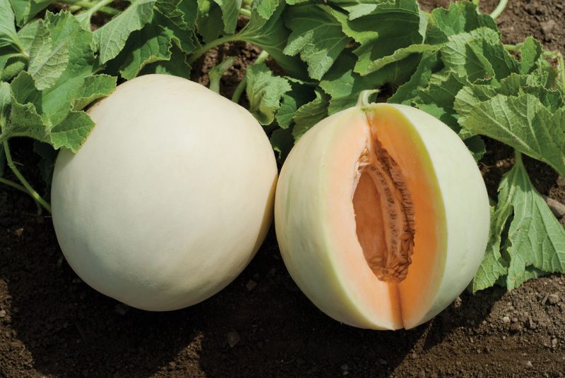 Melon Menanam Benih Melon Yang Tumbuh Di Tanah Terbuka