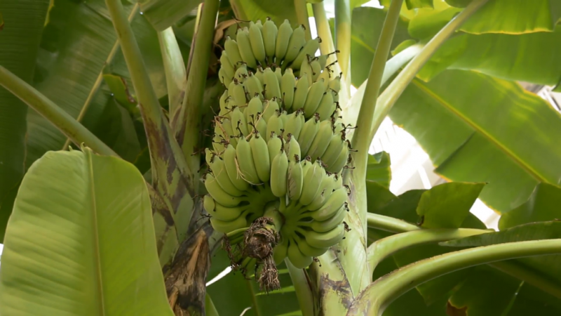 Pokok jadi pisang cara semula pembiakan