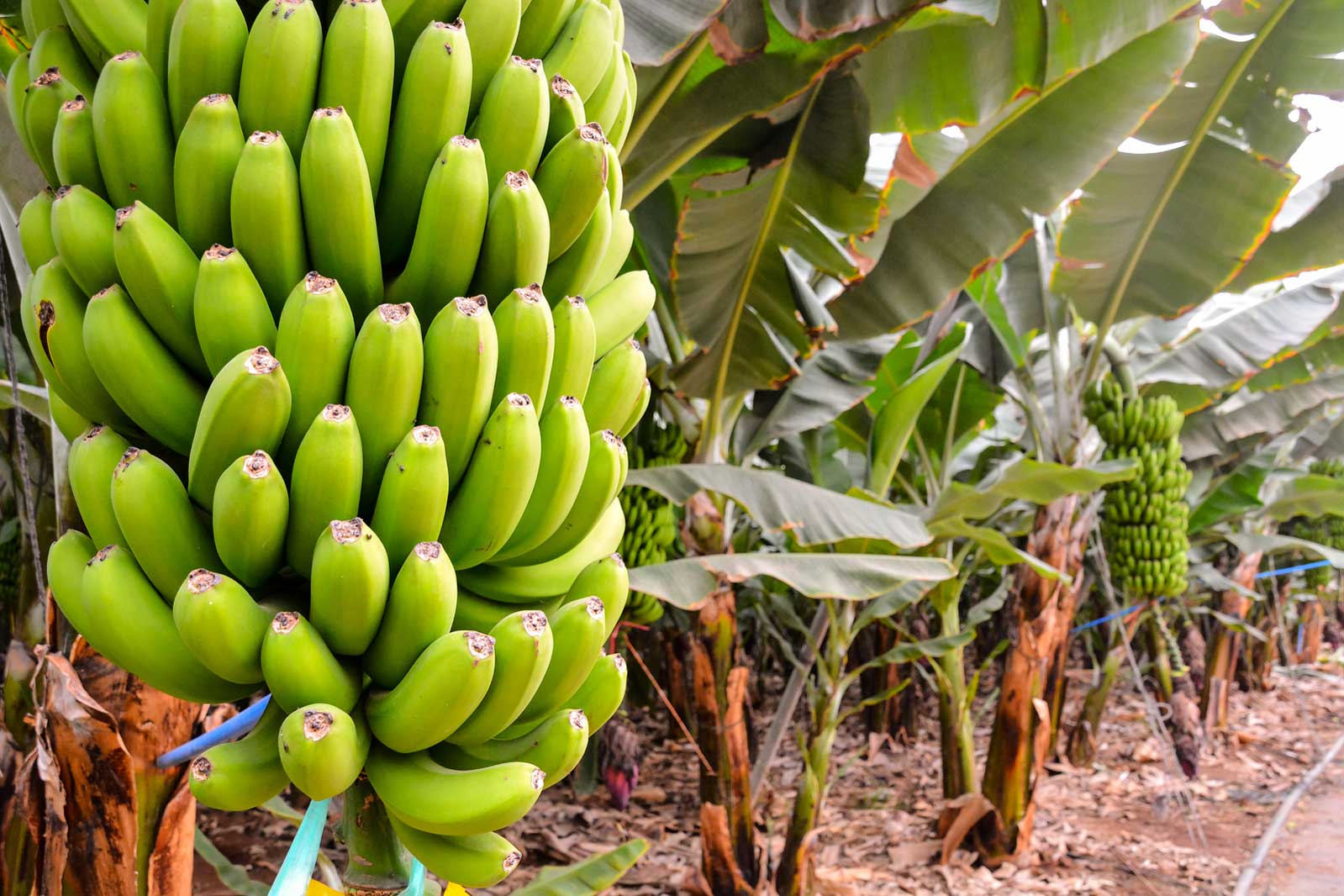 Pokok jadi cara semula pisang pembiakan
