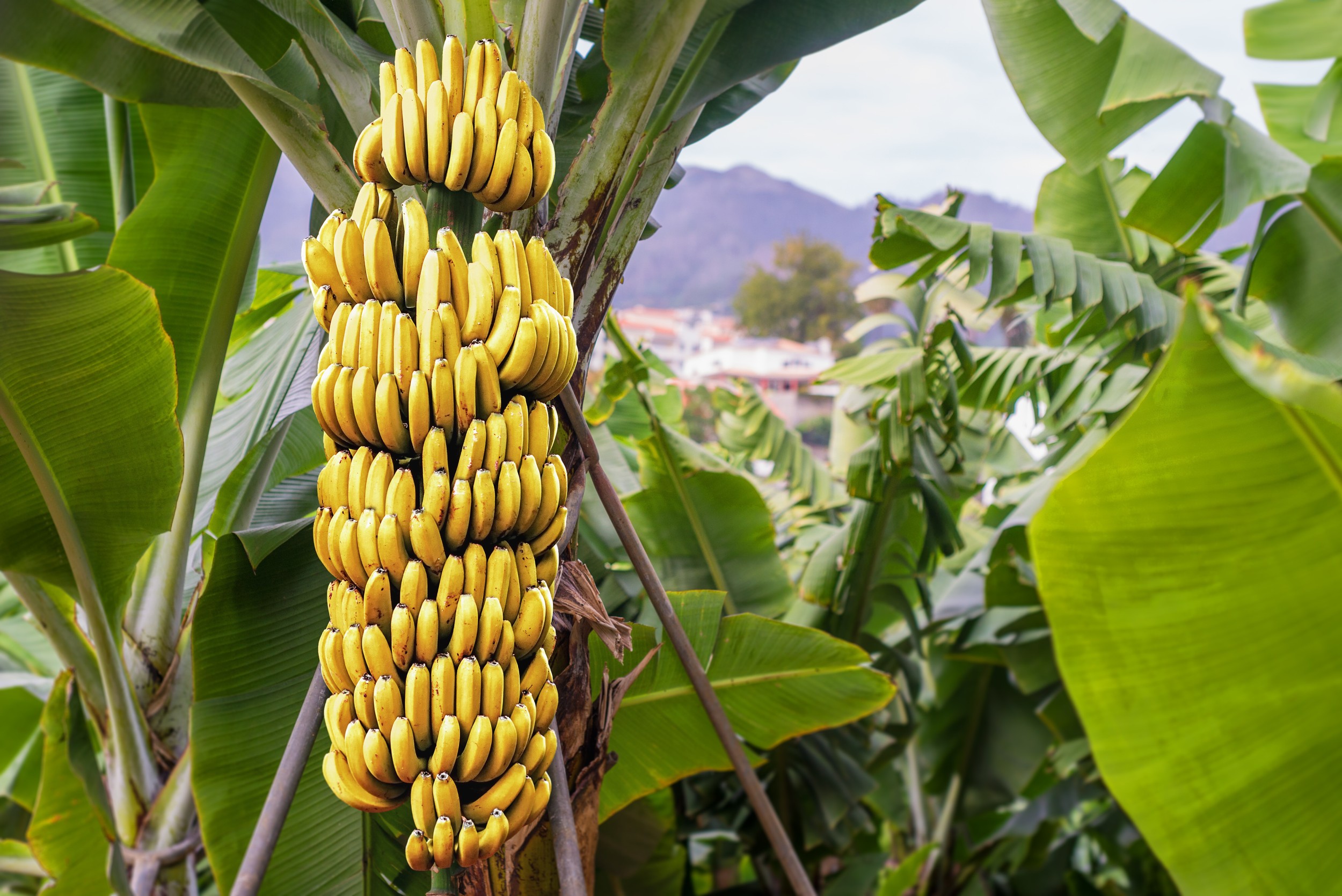 Cara pembiakan semula jadi pokok pisang