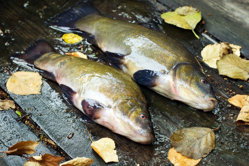 Poisson Tanche Recettes Pour Cuisiner D Licieusement La Tanche