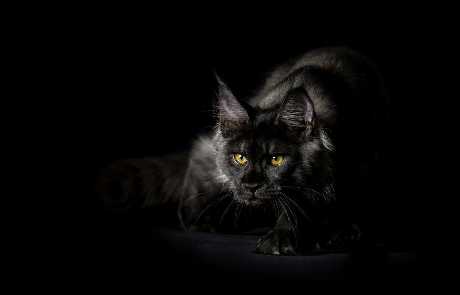 native Terug, terug, terug deel Onzorgvuldigheid Black Maine Coon: beschrijving, variëteiten van kleur, kenmerken van  verzorging en onderhoud, wat een zwart Maine Coon-kitten te noemen is