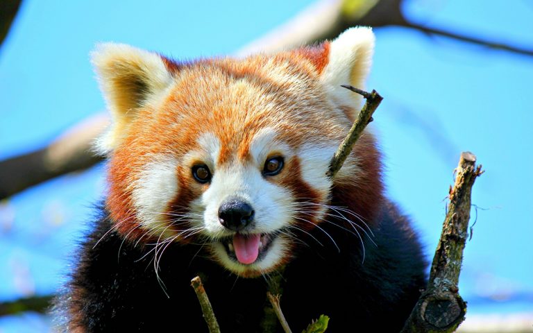 Mažoji Panda (Ailurus Fulgens): kur ji gyvena, ar galima nusipirkti