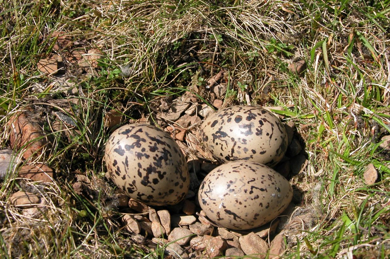 Горихвостка яйца фото