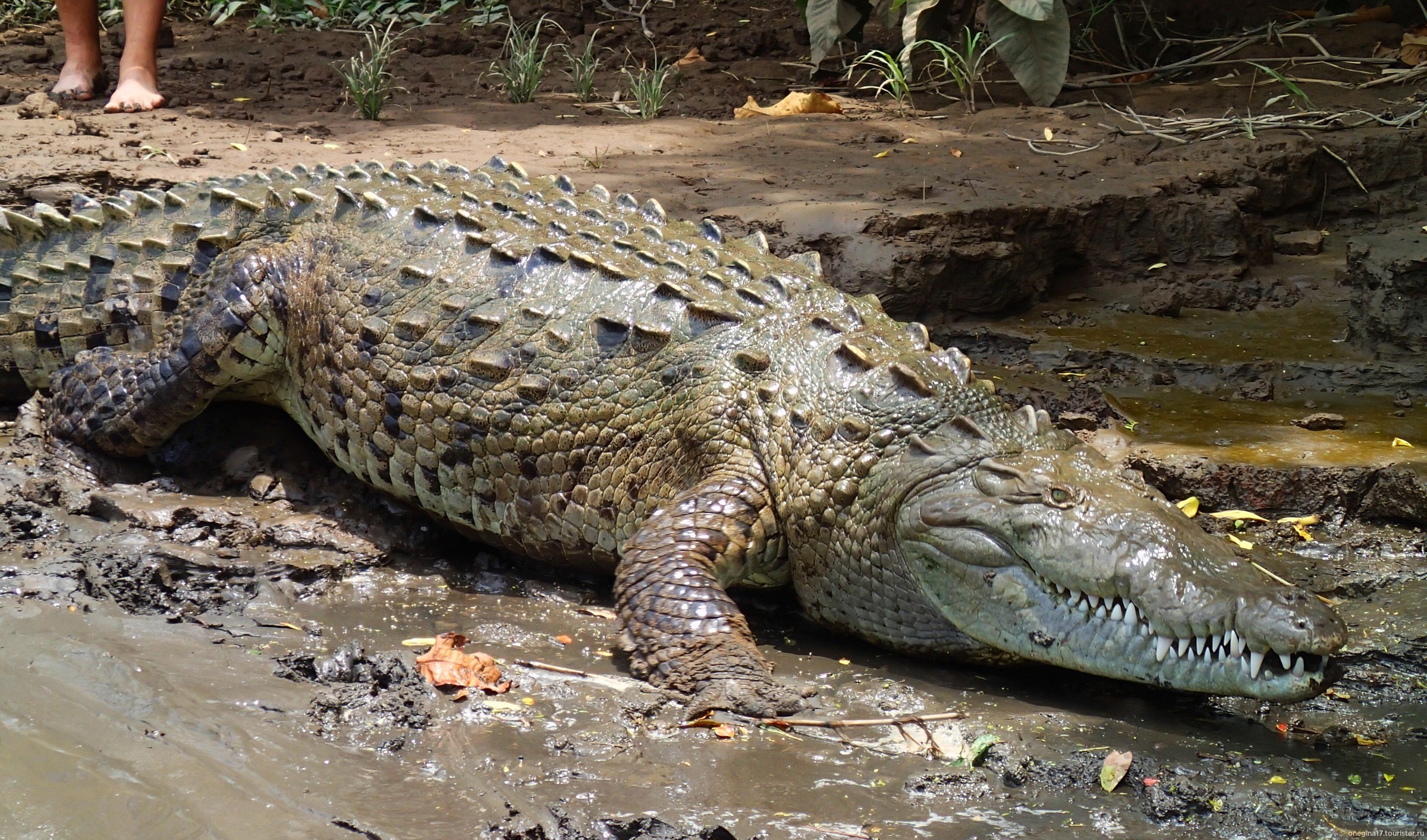 никольской охота на крокодила
