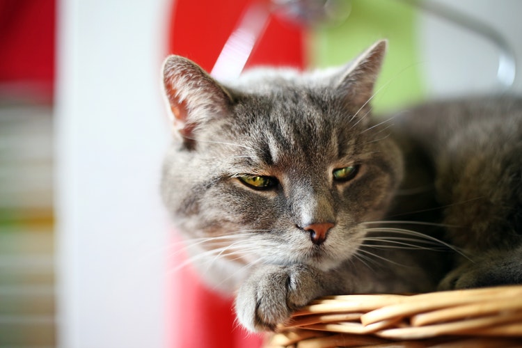 Bagi pencinta haiwan: 23 sebab untuk mendapatkan kucing di apartmen