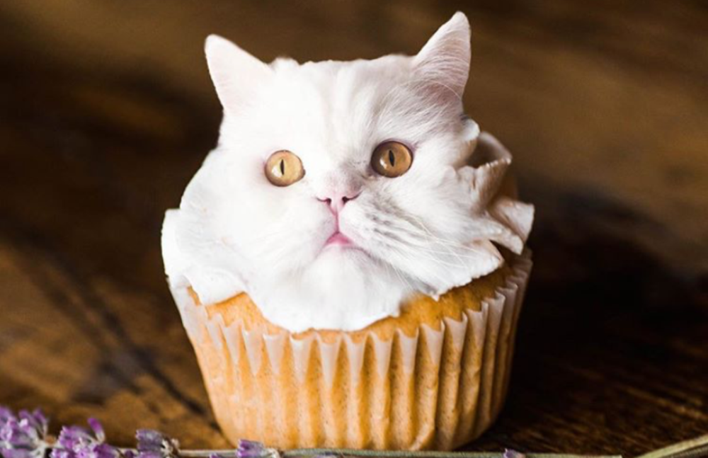 Akaun Instagram yang luar biasa dengan kucing dalam makanan (bukan 