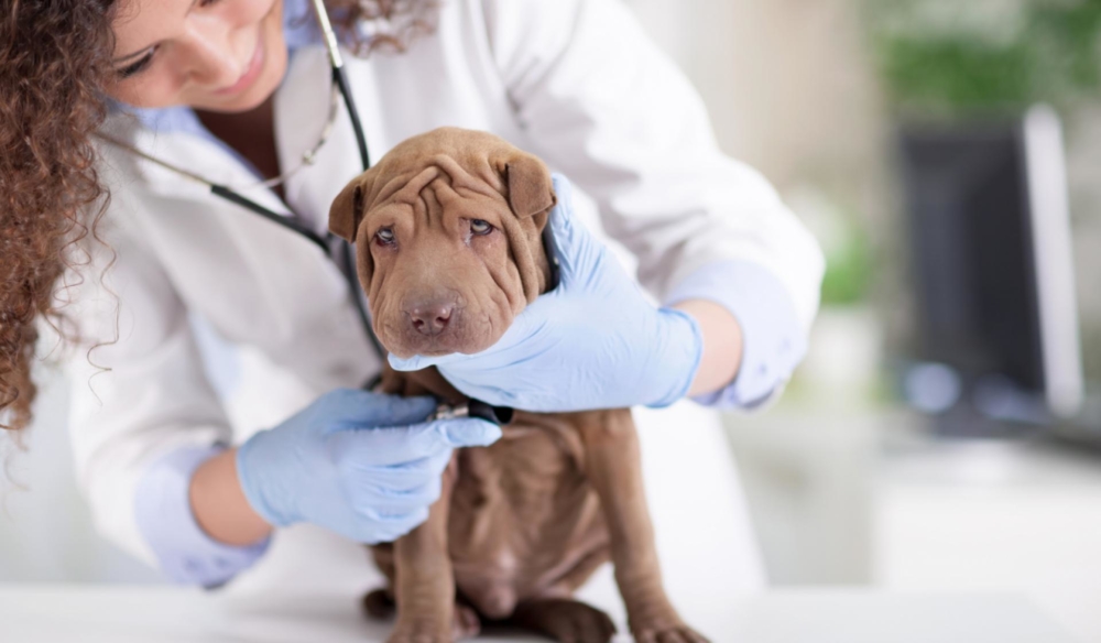Batuk anjing, seolah-olah tercekik: rawatan dengan ubat 