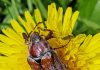 Le antenne e gli occhi sporgenti danno allo scarabeo un'espressione toccante.