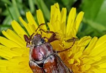 Antenler ve şişkin gözler böceğe dokunaklı bir ifade verir.