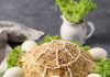 Schildkrötensalat