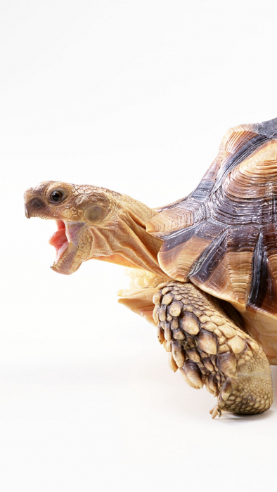 Mit eszik a teknős a természetben és otthon?