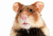 hamster viêm phổi