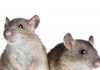 Die Ursachen der Lungenentzündung bei Ratten