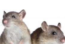 Sıçanlarda pnömoni nedenleri