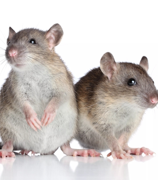 Penyebab pneumonia pada tikus
