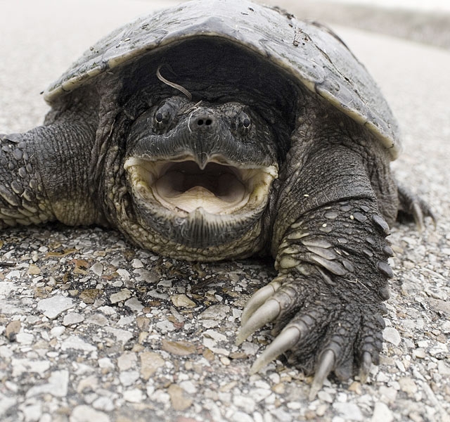 Cayman-Schildkröte