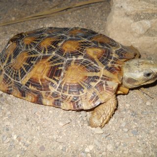 elastische schildpad