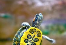 Verletzungen und Verbrennungen bei Ohrschildkröten