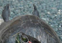 Longontsteking bij eared turtles