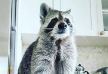 raccoon rumah